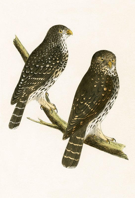 Strix Pusilla, Illustration aus 