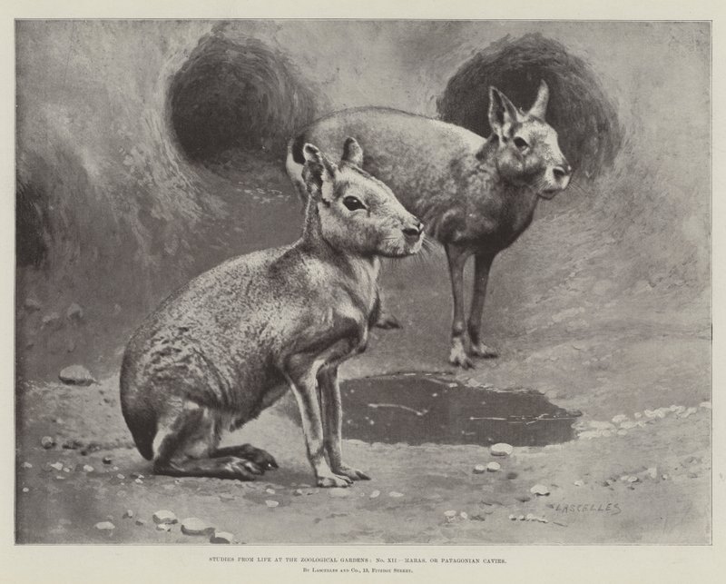 Studien aus dem Leben im Zoologischen Garten, Maras oder patagonische Meerschweinchen von English School