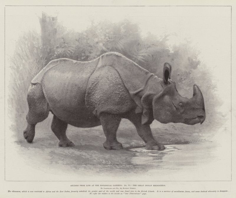 Studien aus dem Leben im Zoologischen Garten, das große indische Nashorn von English School