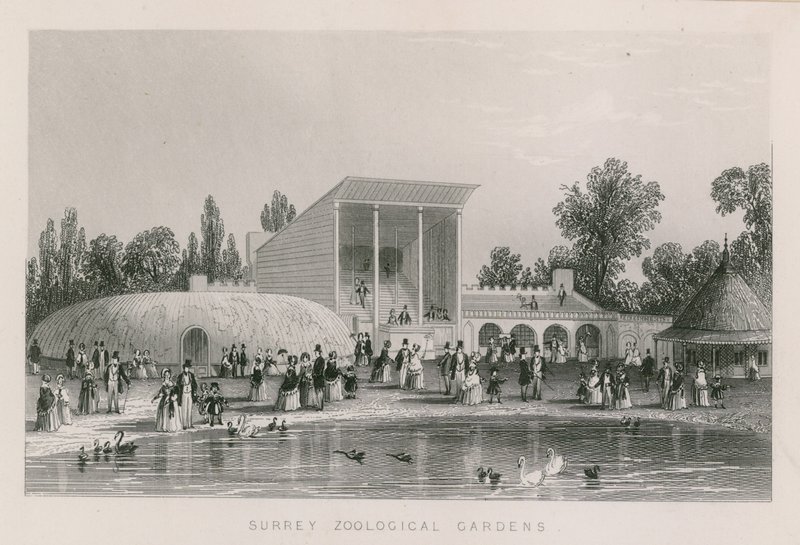 Surrey Zoological Gardens von English School