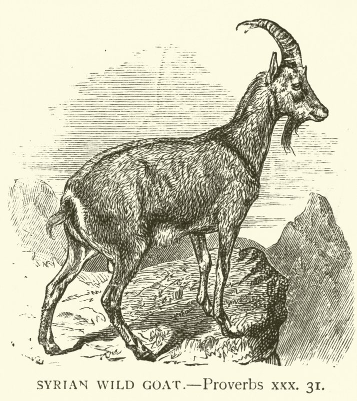 Syrische Wildziege, Sprüche, xxx, 31 (Gravur) von English School