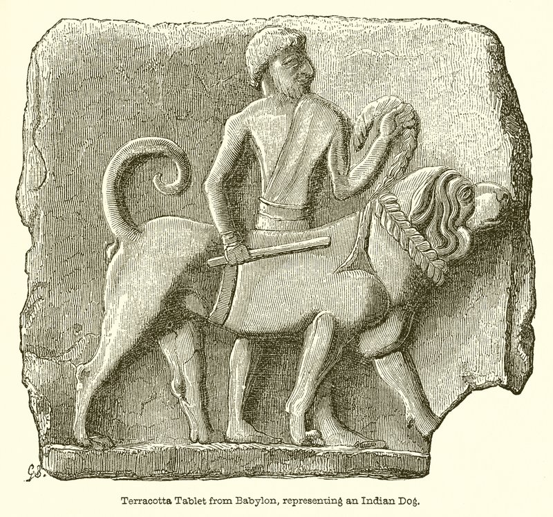 Terrakotta-Tafel aus Babylon, die einen indischen Hund darstellt von English School
