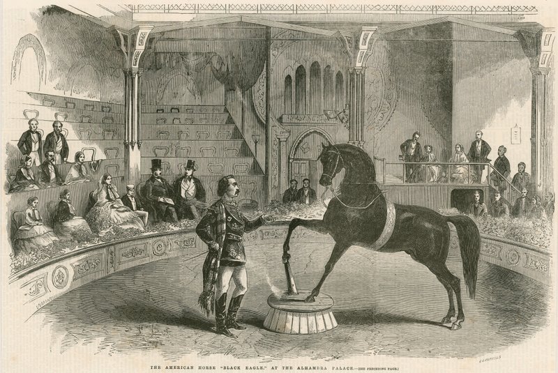 Das amerikanische Pferd Black Eagle im Alhambra Palace (Alhambra Theatre), Leicester Square, London von English School