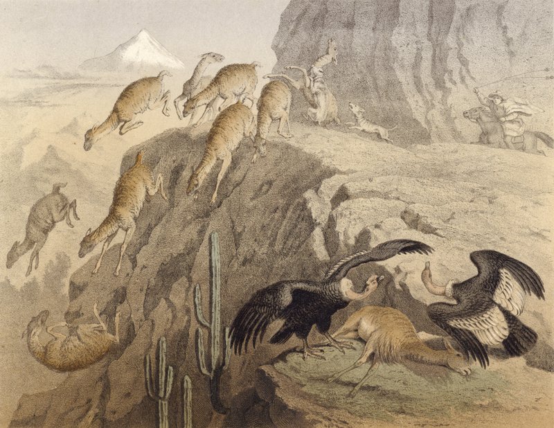 Die Anden in Peru, Jagd auf das Lama, der Kondor von English School