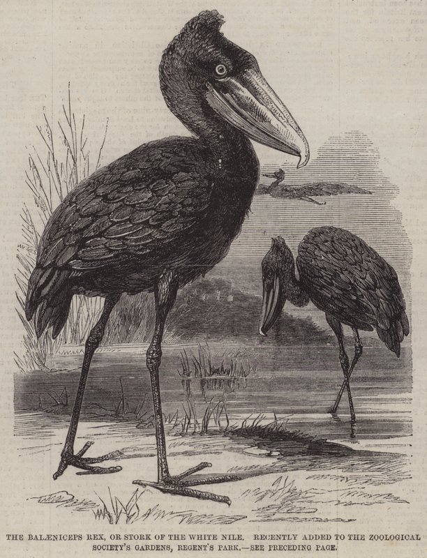 Der Balaeniceps rex oder Storch des Weißen Nils, kürzlich hinzugefügt zu den Gärten der Zoologischen Gesellschaft, Regent