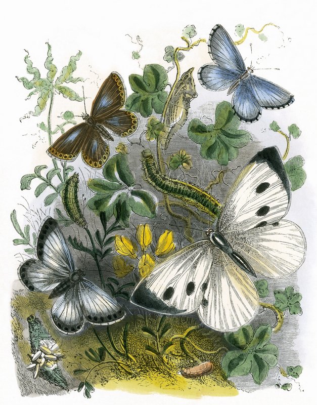 Das Schmetterlingsvivarium von English School