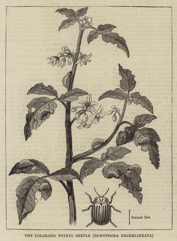 Der Colorado-Kartoffelkäfer, Doryphora decemlineata (Gravur) von English School