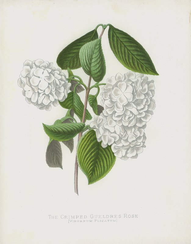 Die Gekräuselte Schneeballblume, Viburnum Plicatum; var Dilatata von English School