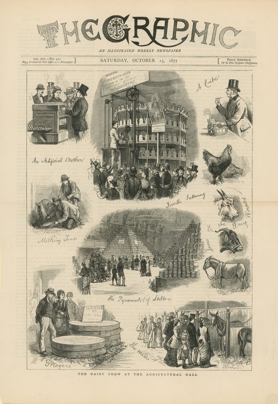 Die Milchviehschau in der Agricultural Hall von English School