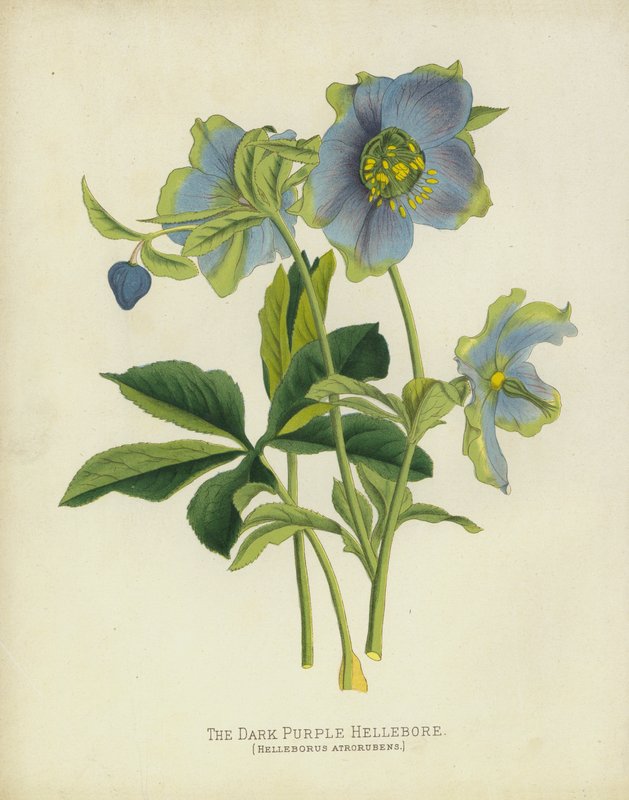 Die Dunkelpurpurne Nieswurz, Helleborus Atrorubens von English School