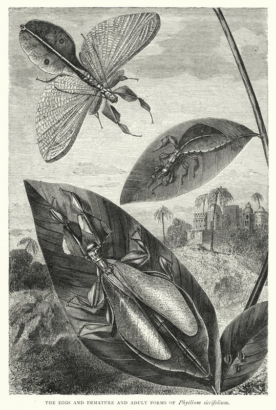 Die Eier und unreifen und erwachsenen Formen von Phyllium siccifolium von English School