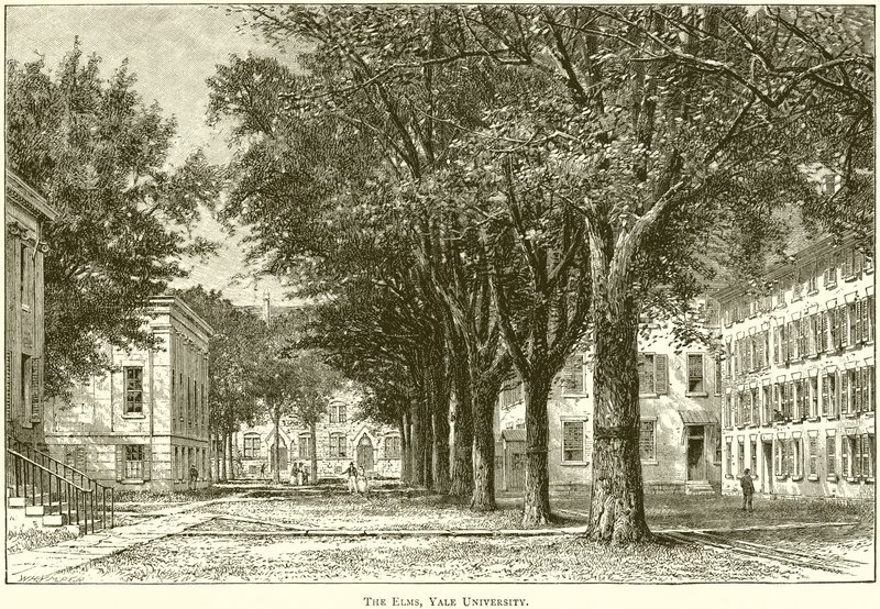 Die Ulmen, Yale Universität von English School