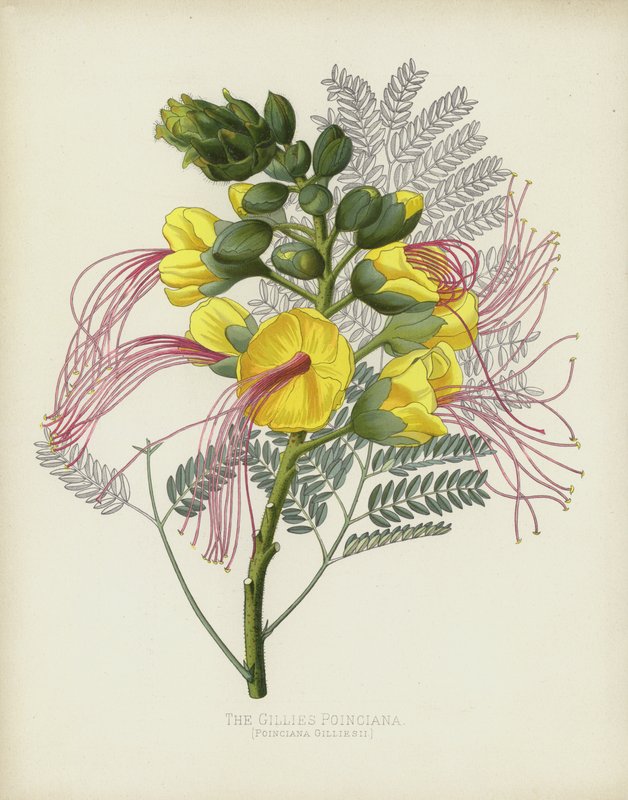 Die Gillies Poinciana, Poinciana Gilliesii von English School