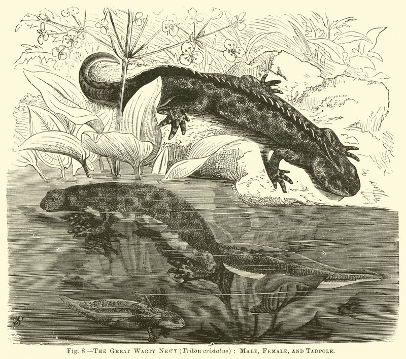 Der Große Warzige Molch (Triton cristatus), Männchen, Weibchen und Kaulquappe von English School