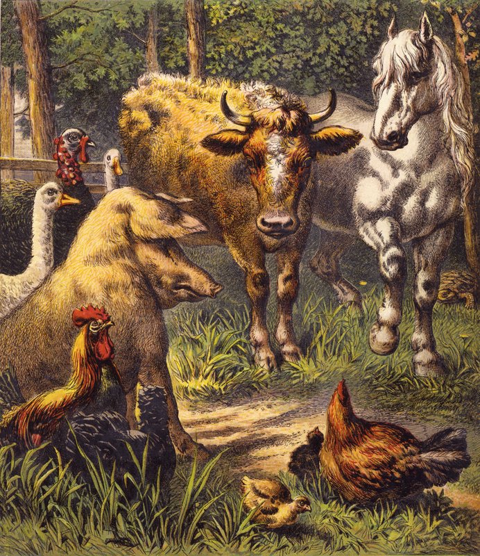Der Hase und die Schildkröte von English School
