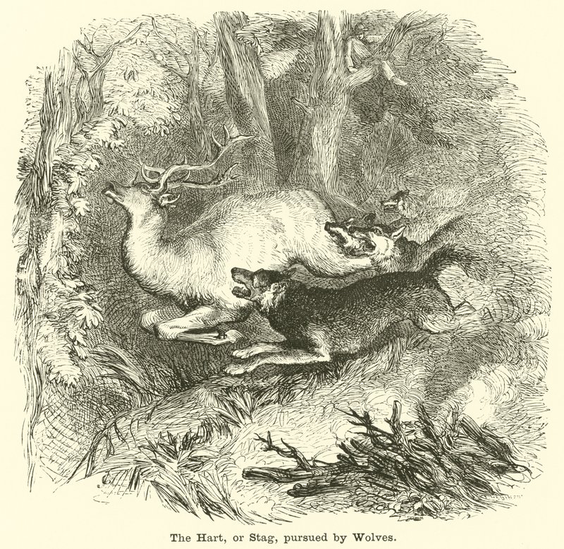 Der Hirsch, oder Hirsch, verfolgt von Wölfen von English School
