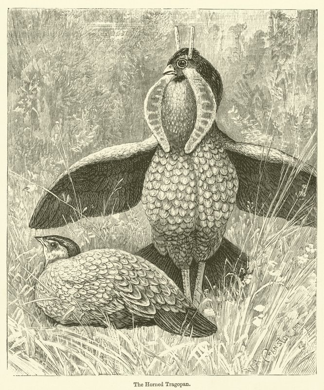 Der Horntragopan (Gravur) von English School