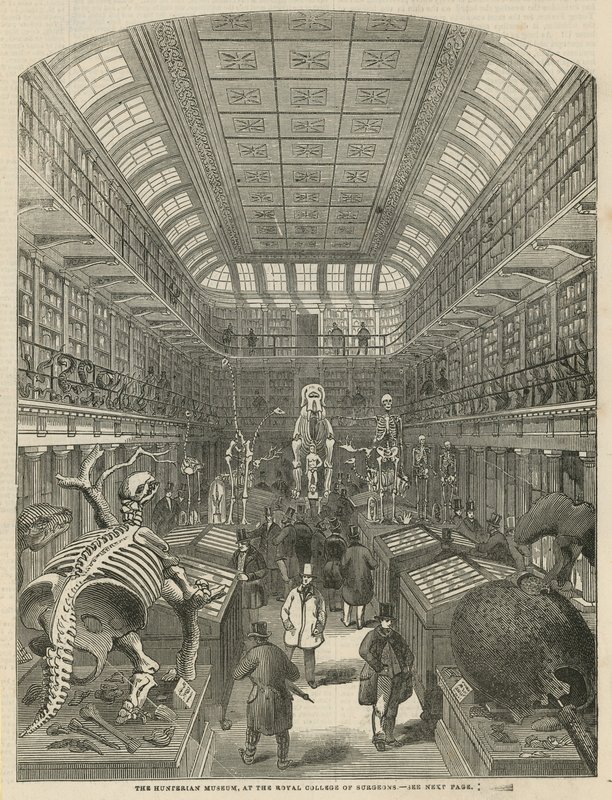Das Hunterian Museum am Royal College of Surgeons von English School