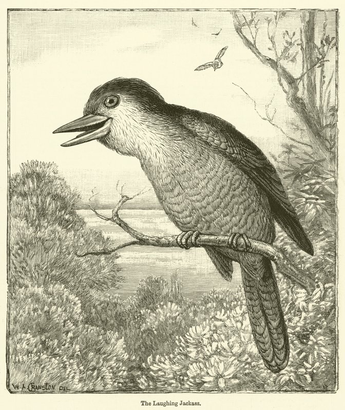 Der Lachende Hans (Gravur) von English School