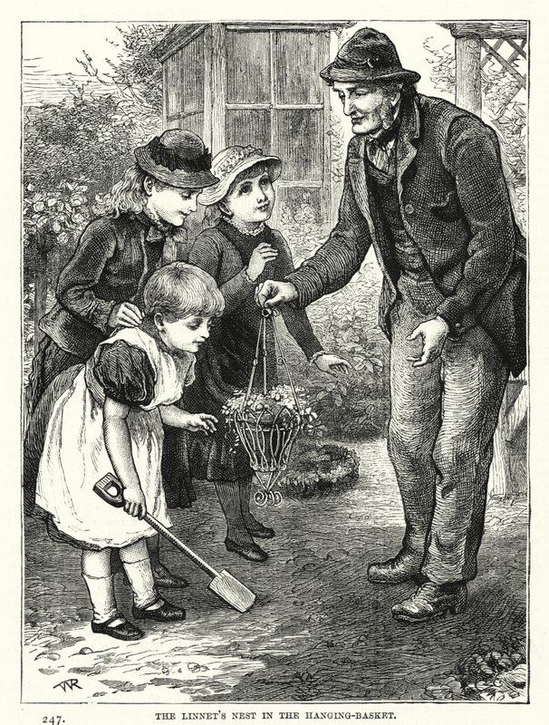 Das Nest des Hänflings im Hängekorb (Gravur) von English School