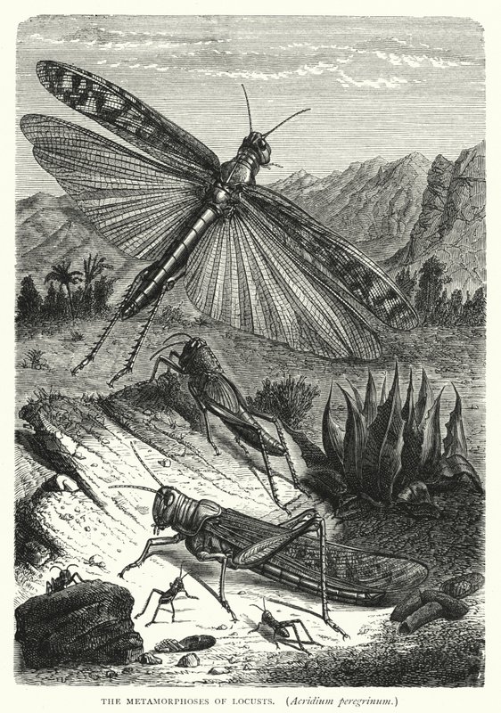 Die Metamorphosen der Heuschrecken, Acridium peregrinum von English School