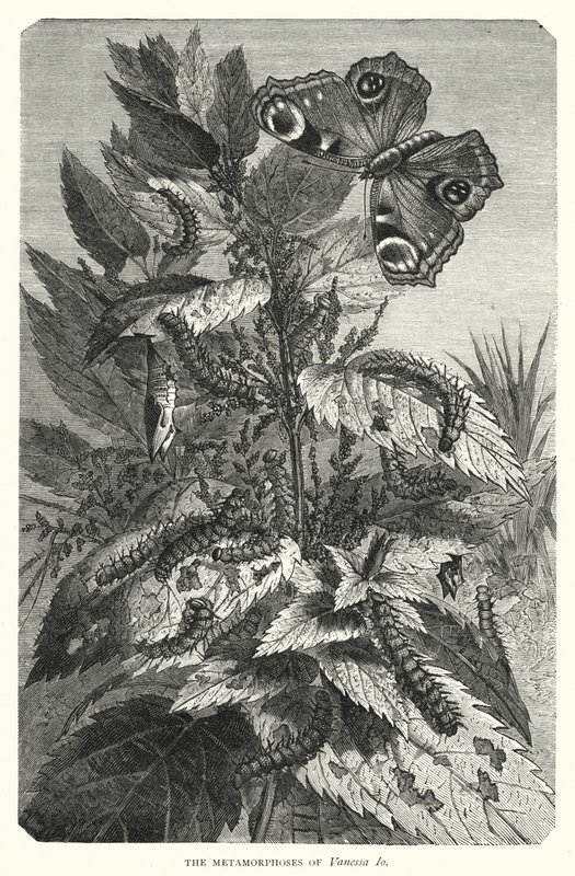 Die Metamorphosen von Vanessa Io von English School