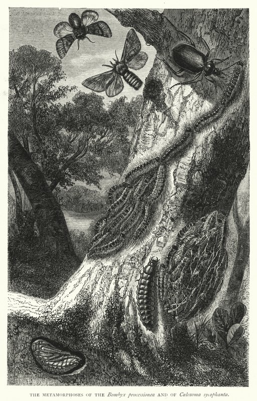 Die Metamorphosen des Bombyx processionea und des Calosoma sycophanta von English School