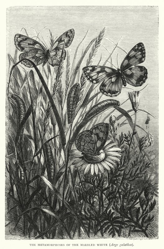 Die Metamorphosen des Schachbrettfalters, Arge galathea von English School
