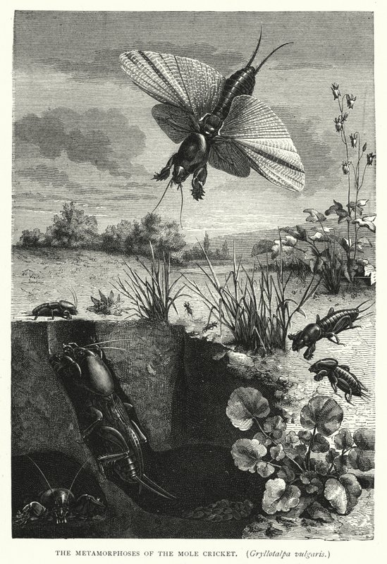 Die Metamorphosen der Maulwurfsgrille, Gryllotalpa vulgaris (Stich) von English School