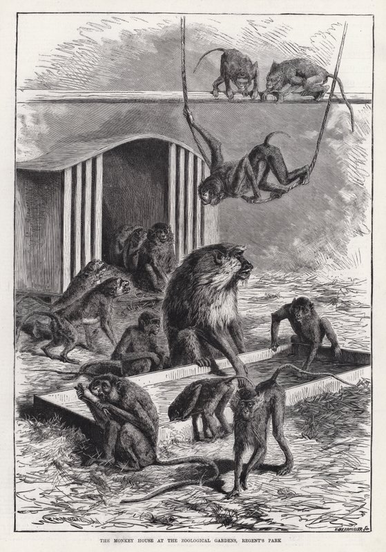 Das Affenhaus im Zoologischen Garten, Regent