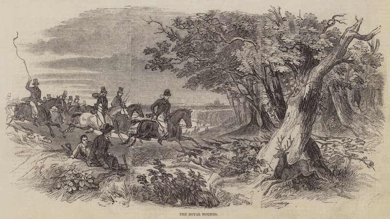 Die königlichen Jagdhunde (Gravur) von English School