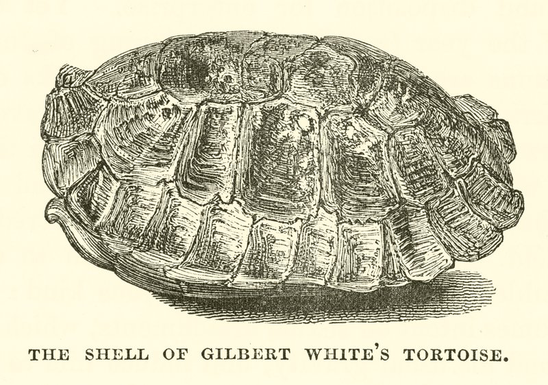 Der Panzer von Gilbert Whites Schildkröte (Gravur) von English School