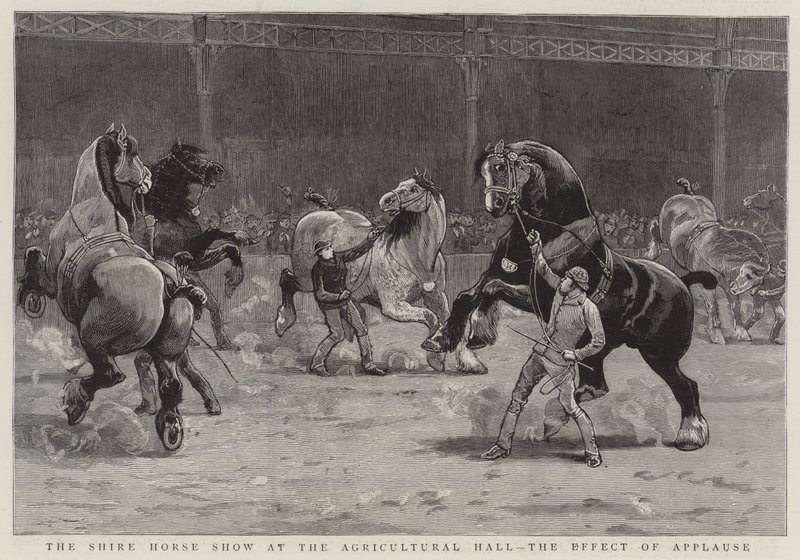 Die Shire Horse Show in der Agricultural Hall, die Wirkung des Applauses (Gravur) von English School
