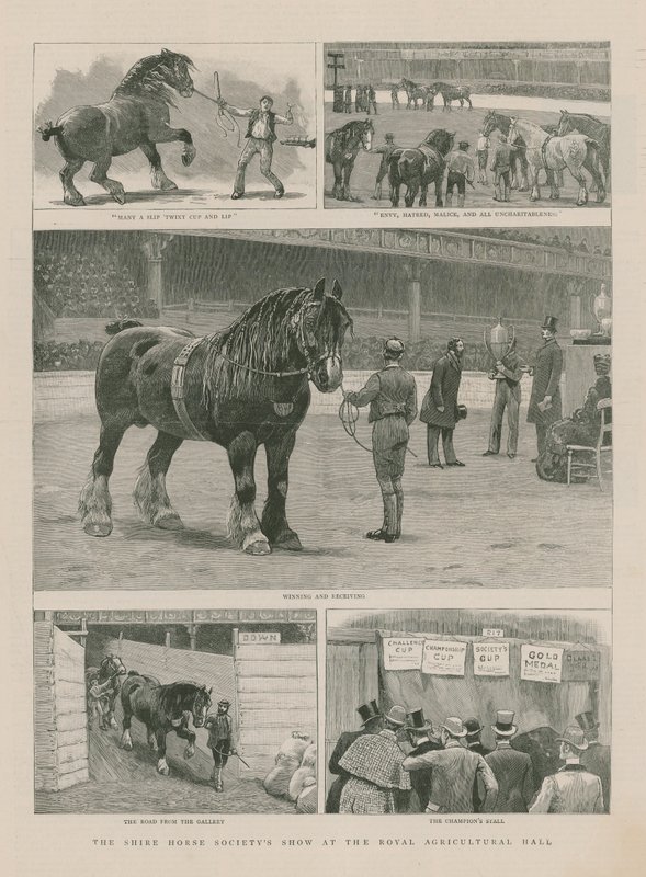 Die Shire Horse Society Schau in der königlichen Landwirtschaftshalle von English School