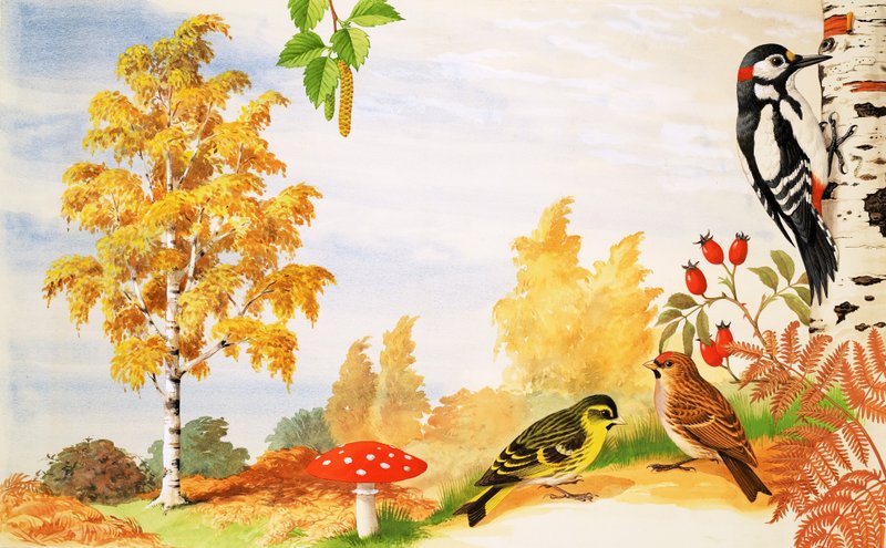 Die Silberbirke und Tiere und Pflanzen, die man um sie herum finden könnte von English School