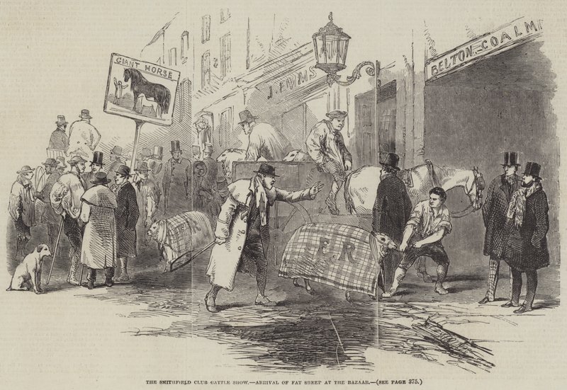 Die Smithfield Club Viehschau, Ankunft der fetten Schafe im Basar (Stich) von English School