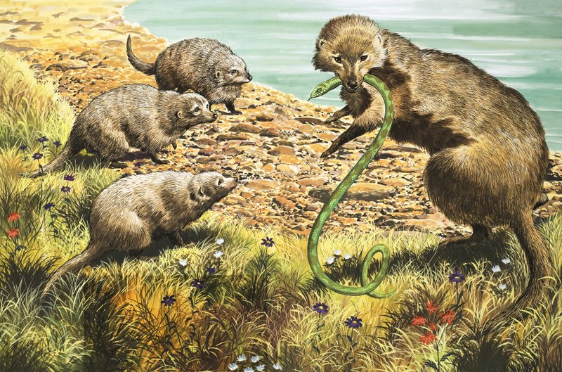 Der Schlangenfänger, Illustration aus 