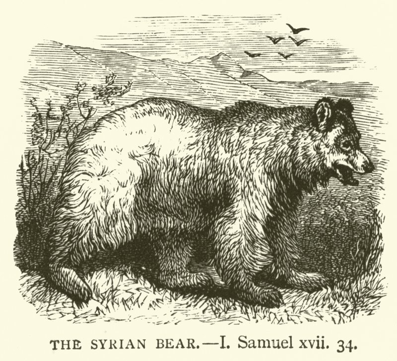 Der syrische Bär (I, Samuel, xvii, 34) von English School
