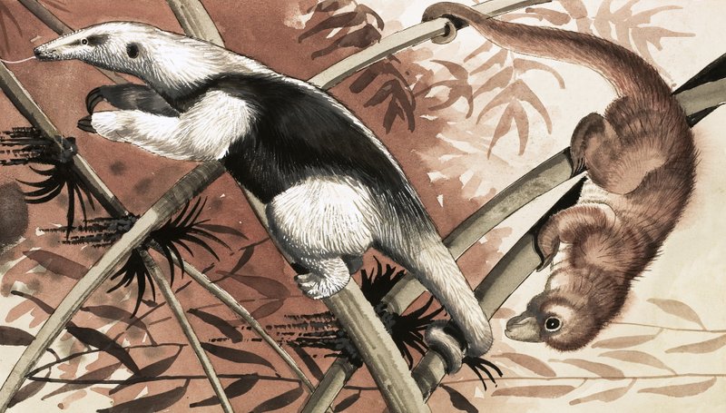 Der Tamandua von English School
