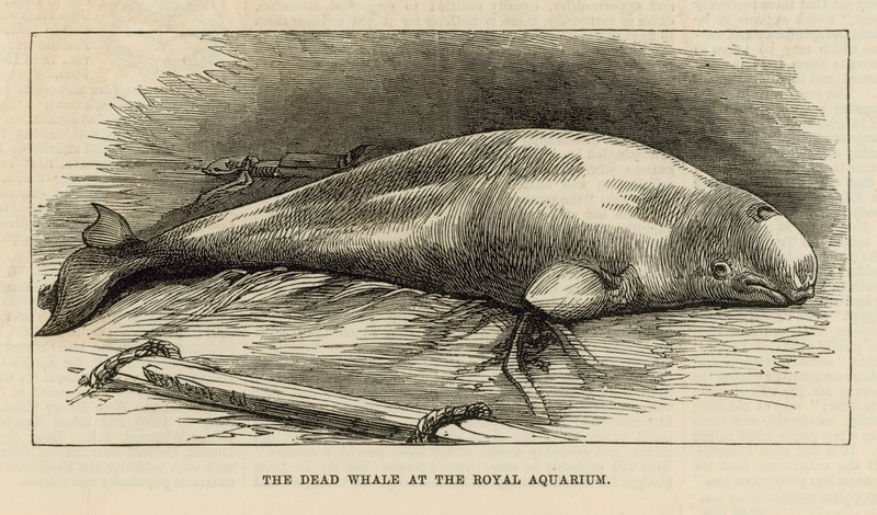 Der tote Wal im Royal Aquarium von English School