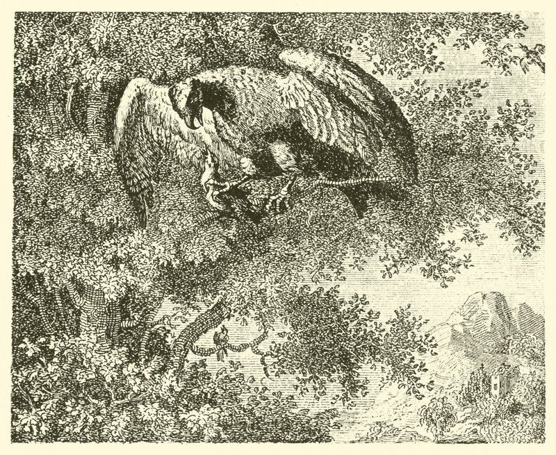 Der Falke und die Nachtigall (Gravur) von English School