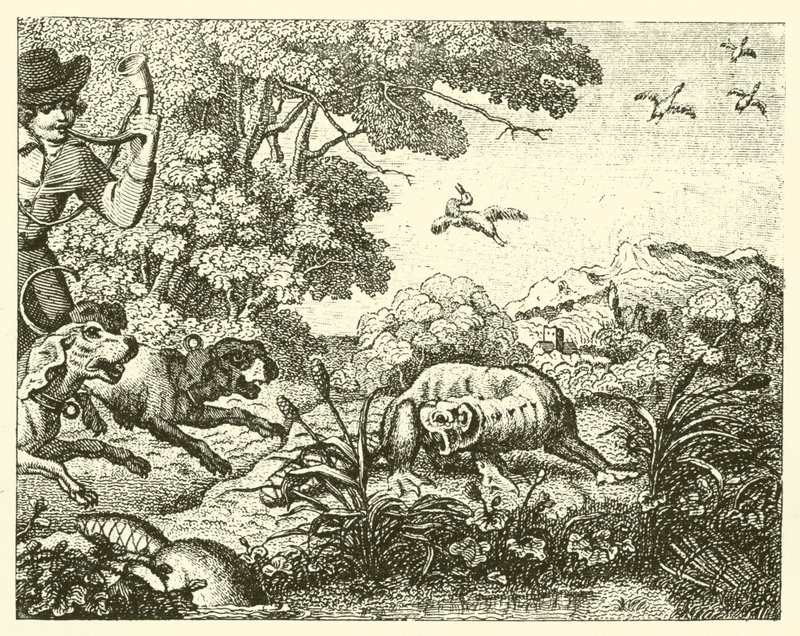 Der gejagte Biber von English School