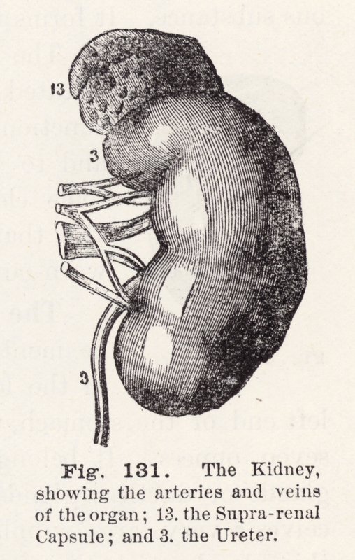 Die Niere, zeigt die Arterien und Venen des Organs (Stich) von English School