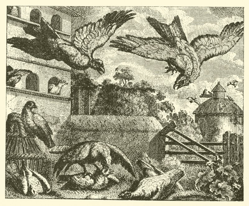 Der Drachen und die Tauben von English School