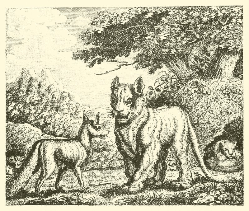 Die Löwin und der Fuchs (Gravur) von English School