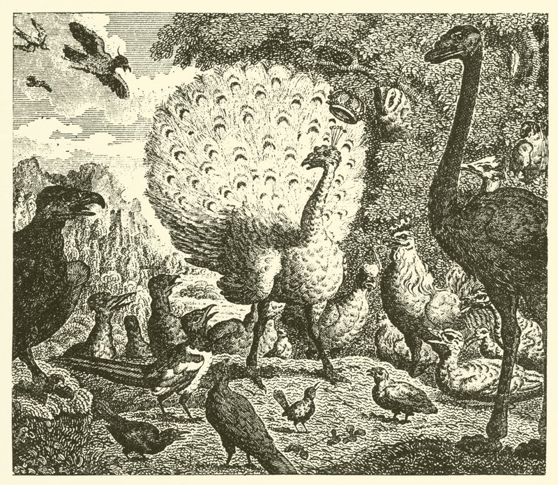 Der Pfau und die Elster von English School