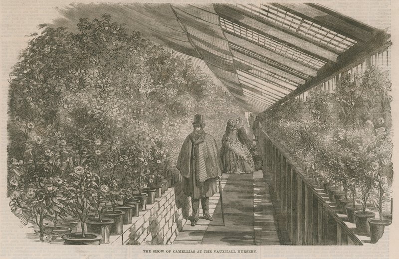 Die Kamelienausstellung in der Vauxhall-Gärtnerei von English School