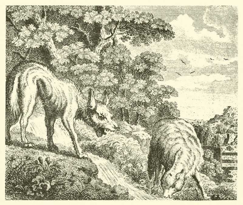 Der Wolf und das Lamm von English School