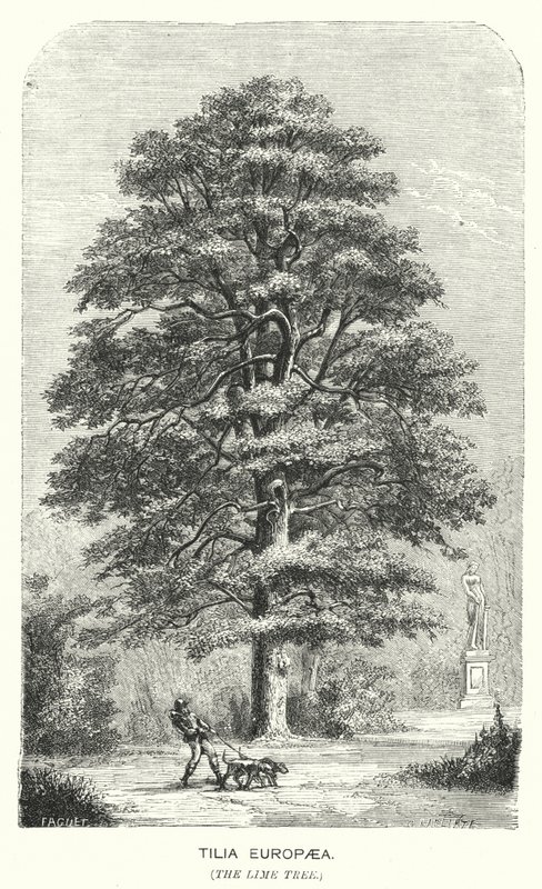 Tilia Europaea, die Linde (Gravur) von English School
