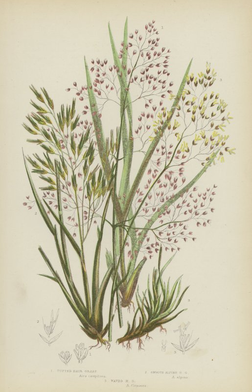 Büschelhaargras, Glattes Alpenhaargras, Gewelltes Haargras von English School